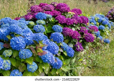 Blue Purple Hortensia Flowering Shrubs Hedge Stock Photo 2168222829 ...