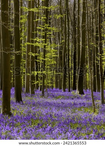 The blue or purple hyacinth wildflowers in the Hallerbos forest near Brussels in Belgium are only in full bloom during one week in Springtime.  