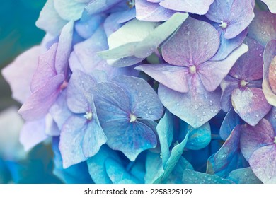 Blue purple Hydrangea flowers with water drops.