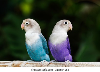 blue lovebird