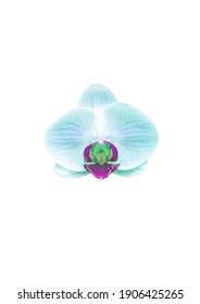 Blue - Purple Orchid On A White Background