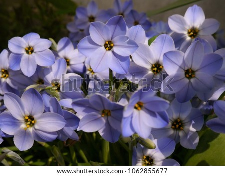 Blue and Purple Tristagma Flowers