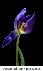 Blauviolette Tulpe mit geöffnetem Blütenblatt und Blick auf Stamen und Pistil einzeln auf schwarzem Hintergrund, Konzept für Werden und Vergehen, Kopienraum, selektiver Fokus, enge Feldtiefe