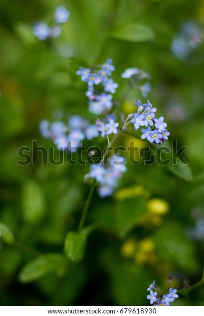Flowers Forgetmenots Growing Near Kiev Ukraine Stock Photo Shutterstock