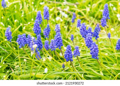 Blue Purple Wild Flowers On The Field. Group Of Petals Bloom Stick Oral Shape Arrange Drop Down Stem. Colorings Nature Background Scenery 