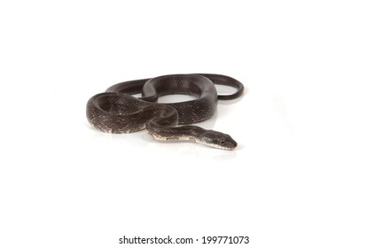 213 Blue racer snake Images, Stock Photos & Vectors | Shutterstock