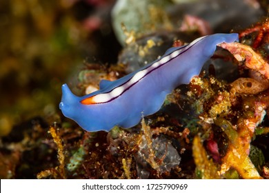blue racing stripe polyclad flatworm