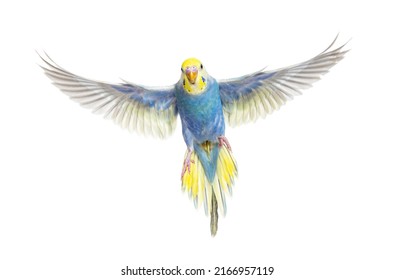 Blue Rainbow Budgerigar Bird Flying Wings Spread Facing At The Camera, Isolated On White 