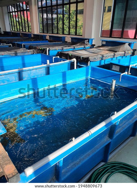 Blue rectangular fish tank complete with water\
filter and water system. Indoor fish hatchery. Reservoir tank.\
Malaysia. April 2021