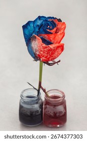 Blue and red coloring in two different bottles. the rose has a piece of stem in each and thus the rose is half red and half blue