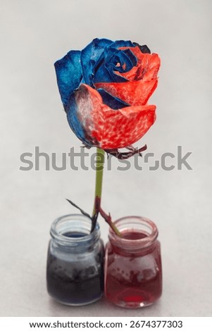 Blue and red coloring in two different bottles. the rose has a piece of stem in each and thus the rose is half red and half blue