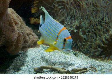 Blue, Red And Yellow Reef Fish, Pomacanthidae