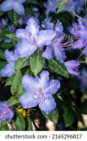 Blue rhododendron (Rhododendron augustinii) is a species of flowering plant in the genus Rhododendron native to central China and Tibet.