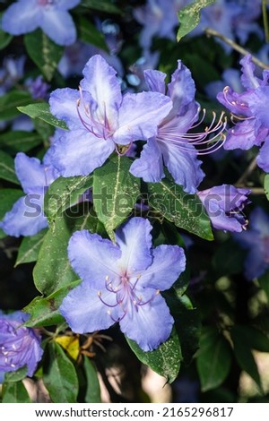 Blue rhododendron (Rhododendron augustinii) is a species of flowering plant in the genus Rhododendron native to central China and Tibet.