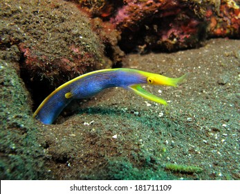 Blue Ribbon Eel