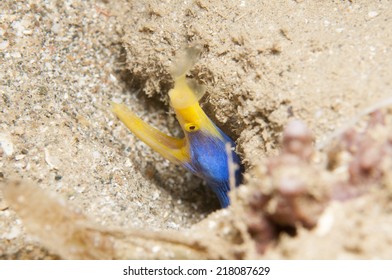 Blue Ribbon Eel.