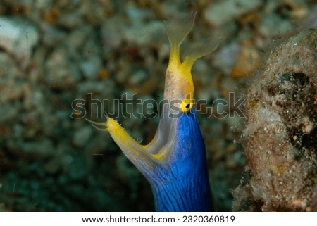 A Blue ribbon eel, Rhinomuraena quaesita, pokes its distinctive head out of a hole in an Indonesian coral reef. This species is a protandric hermaphrodite, changing from male to female in its life.