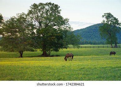 In the Blue Ridge Mountains, horses graze peacefully in the early evening in a pasture of buttercups with oak trees and a mountain in the background.