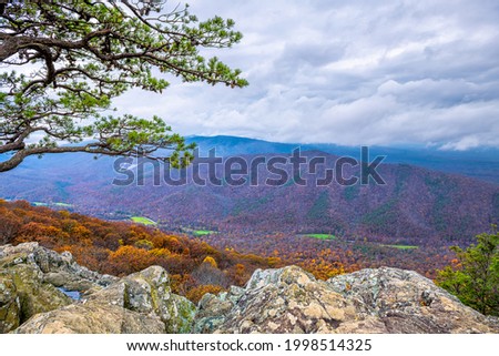 Blue Ridge parkway mountains in autumn fall foliage season with orange foliage on trees and one cedar tree on cliff at Ravens Roost Overlook in Virginia