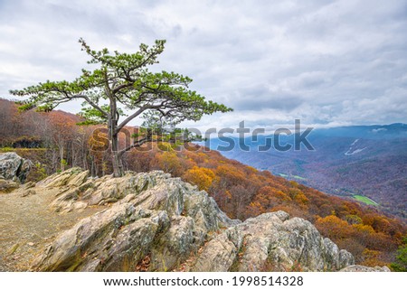 Blue Ridge parkway mountains in autumn fall season with orange foliage on trees and one cedar tree on cliff at Ravens Roost Overlook in Virginia
