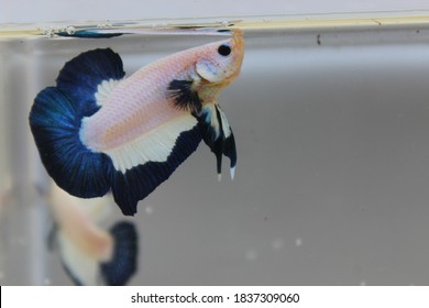 Blue Rim Betta Fish In Kebumen