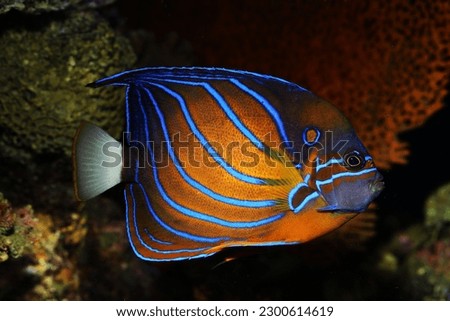 Blue ring angelfish (Pomacanthus annularis)