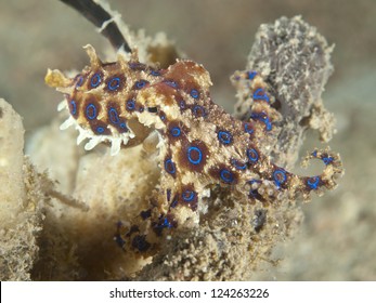 Blue Ring Octopus