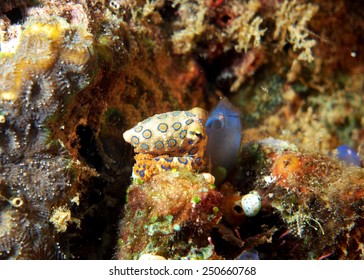 Blue Ring Octopus