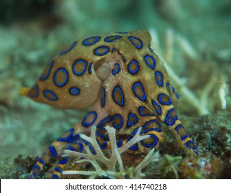 Blue Ring Octopus