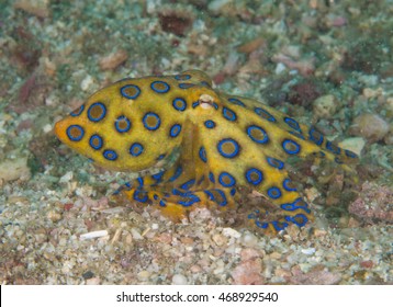 Blue Ring Octopus