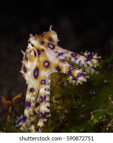 Blue Ring Octopus