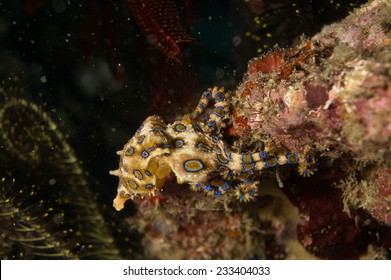 Blue Ring Octupus