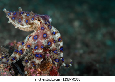 Blue Ringed Octopus