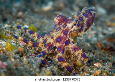 Blue Ringed Octopus