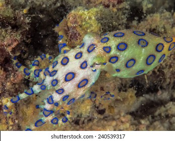 Blue Ringed Octopus 