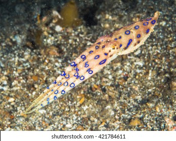 Blue Ringed Octopus