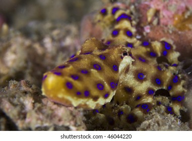 Blue Ringed Octopus