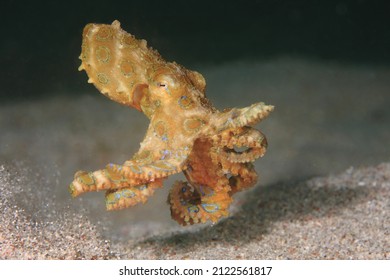 Blue Ringed Octopus Swimming Between Corals