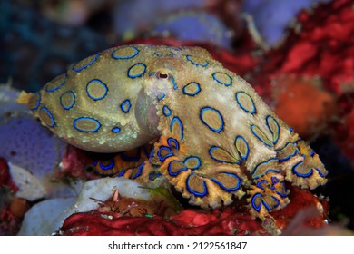 Blue Ringed Octopus Swimming Between Corals