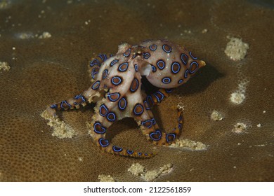 Blue Ringed Octopus Swimming Between Corals