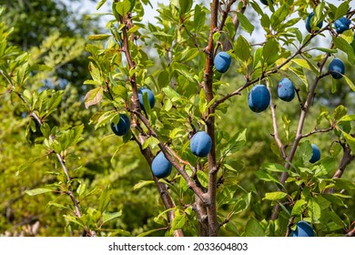 Blue Ripe Plum On The Tree In The Garden.