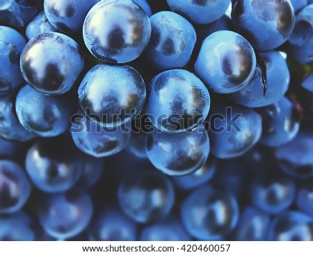 Blue ripe vine grapes close up. Large luxury grape bunch in sunlight. Grape harvest in autumn in countryside. Vineyard. Natural healthy vitamin food background.