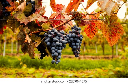 Blue ripe wine grapes hang from a vine with autumn leaves. Bunches of red wine grapes on old vine. Vineyards in autumn harvest. - Shutterstock ID 2209044375