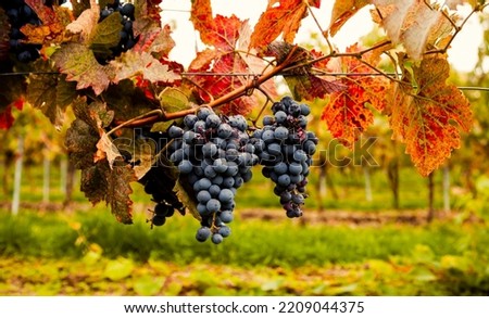 Blue ripe wine grapes hang from a vine with autumn leaves. Bunches of red wine grapes on old vine. Vineyards in autumn harvest.
