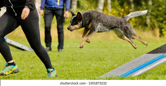 Blue roan Australian cattle dog female running agility