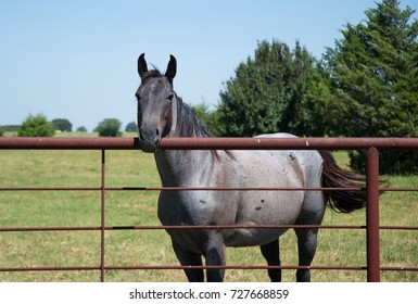 Blue Roan and a Fence - Powered by Shutterstock