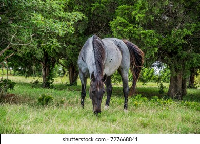 Blue Roan Horse