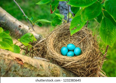 American Robin Eggs High Res Stock Images Shutterstock