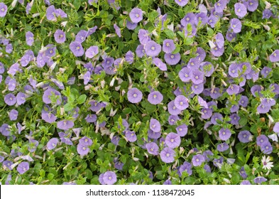 Blue Rock Bindweed Or Ground Blue Convolvulus Or Ground Morning Glory (Convolvulus Sabatius, Convolvulus Mauritanicus) Is Trailing Perennial Plant With Delicate Flat Trumpet Like Violet Blue Flowers