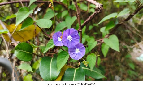 Blue Rock Bindweed Morning Glory